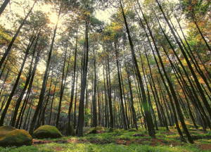 Featured Image